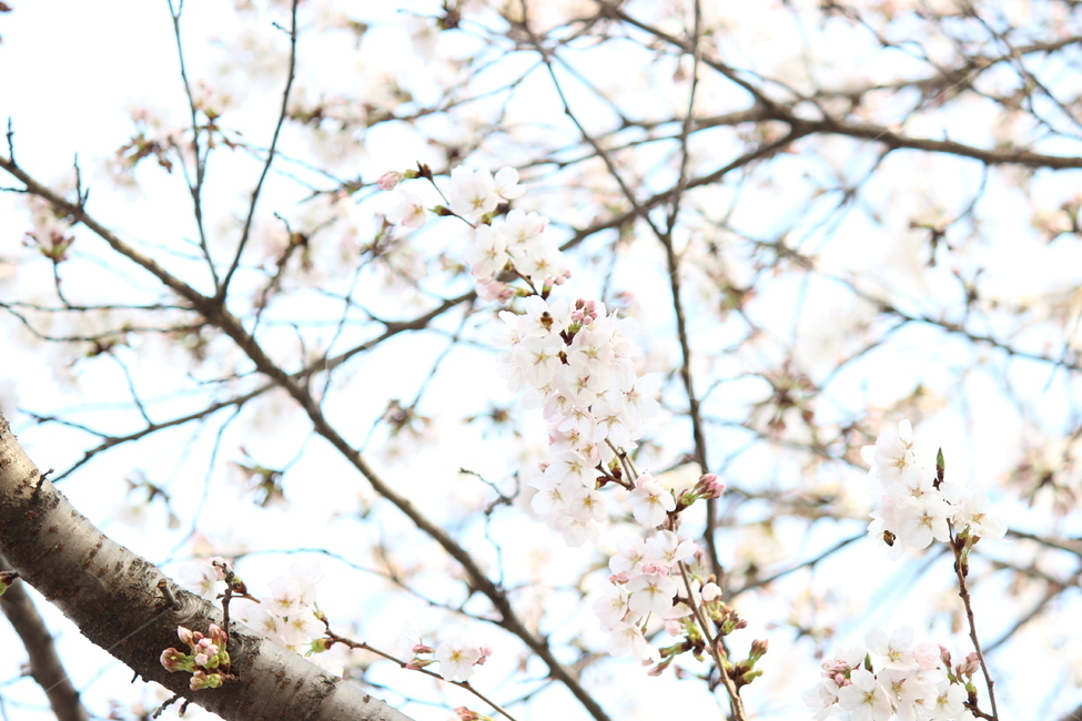 봄,벚꽃,맑음,풍경,배경,봄,계절,spring,season,식물,자연,plants,nature,꽃,flower,plant