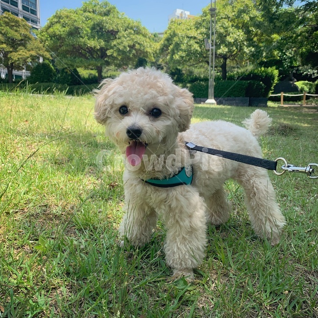 강아지,푸들,크림푸들,개,귀여운강아지