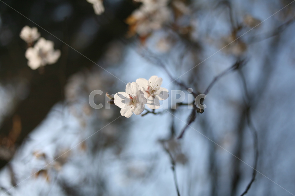 벚꽃,꽃,flower,cherryblossom,blossom,식물,나무