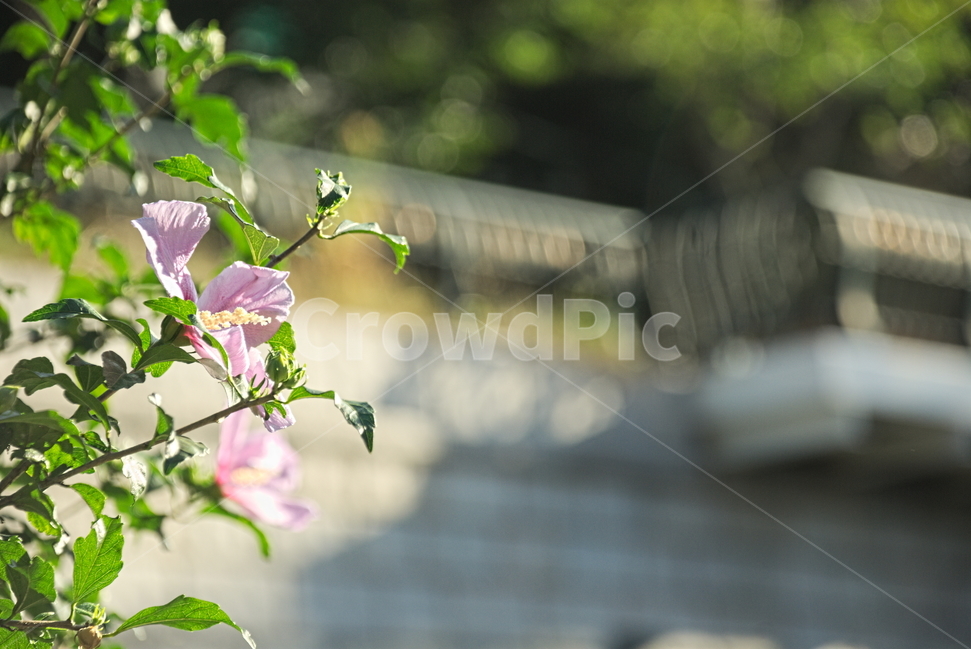 무궁화,꽃,돌담길,아웃포커싱,측광,여름,식물,자연,plants,nature,꽃,flower