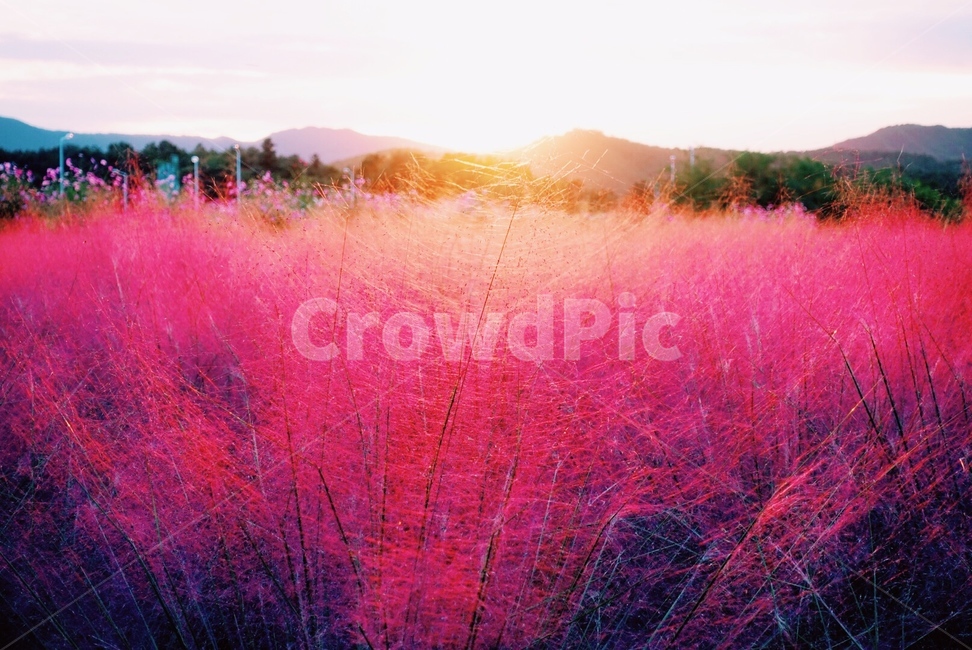 핑크뮬리,식물,노을,일몰,감성,가을,계절,fall,autumn,season,자연,풍경,nature,landscape,한국자연풍경,한국자연경관,korea nature landscape,색깔,색상,색채,색감,color sense,color sensitivity,feeling of color