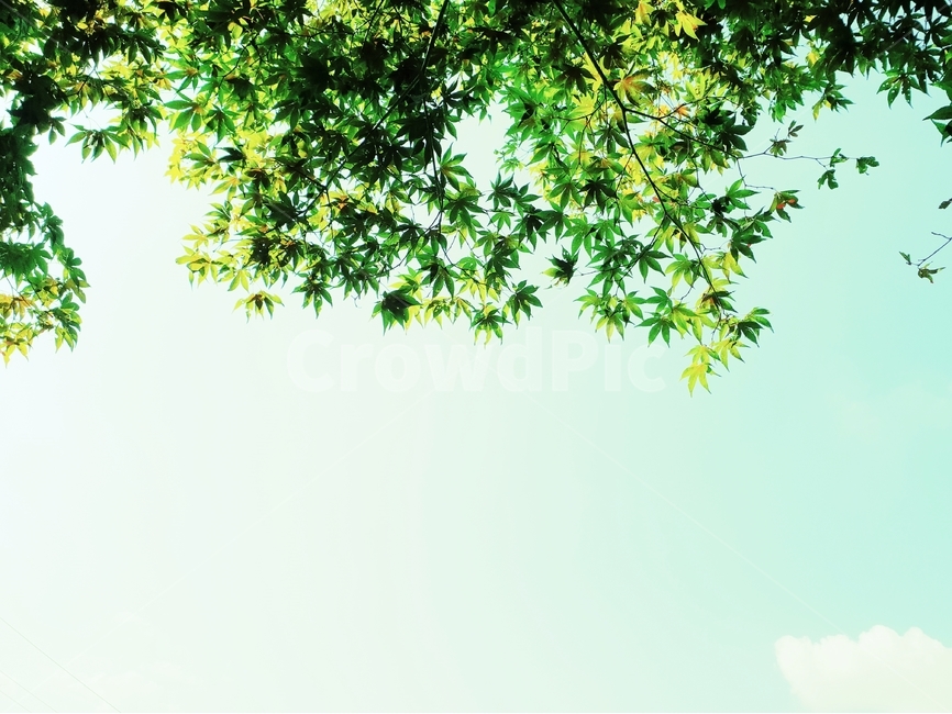 초록,나무,여름,식물,계절,자연,nature,plant,abstract,background,treeleaf,tree,단풍잎,자연,풍경,nature,landscape,leaf,잎