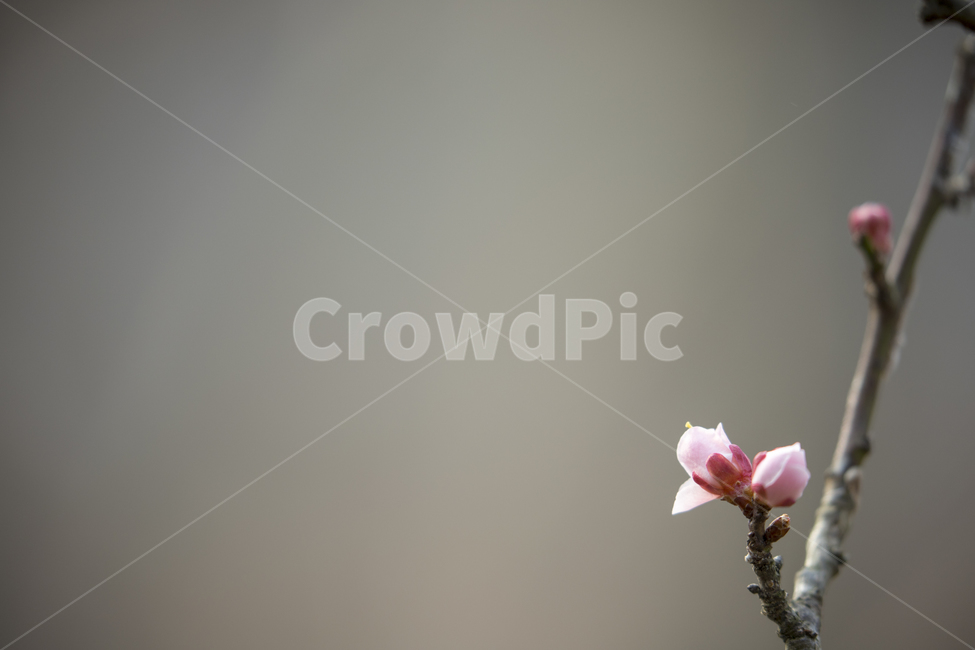 봄꽃,벚꽃,봄,매화,꽃,꽃봉오리,봉오리,분홍,flower,cherryblossom,plumblossom,spring,봄,계절,spring,season,식물,자연,plants,nature,꽃,flower,plant,blossom