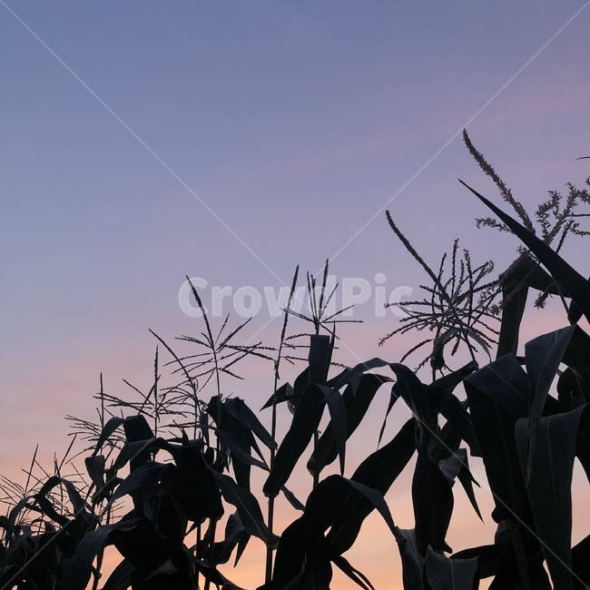 저녁,옥수수,노을,여름저녁,하늘,저녁하늘
