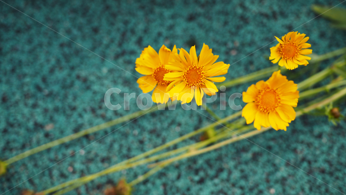 야생화,꽃,노란색,wildflower,flowers,yellow