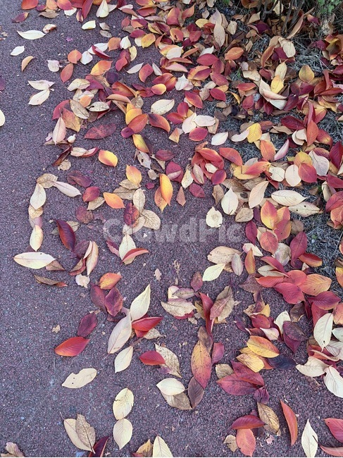 낙엽,길,떨어진낙엽,감수성,가을,가을,계절,fall,autumn,season,ground,바닥,plant,식물,leaf,잎