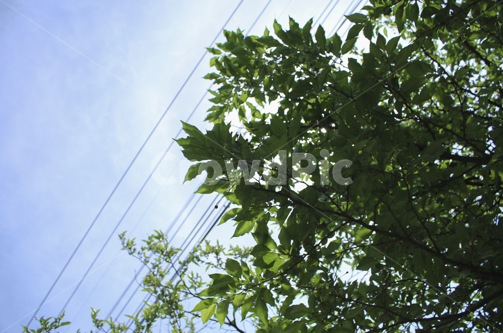 plant,식물,leaf,잎,하늘,sky,구름,cloud,초록,green,blue,파란