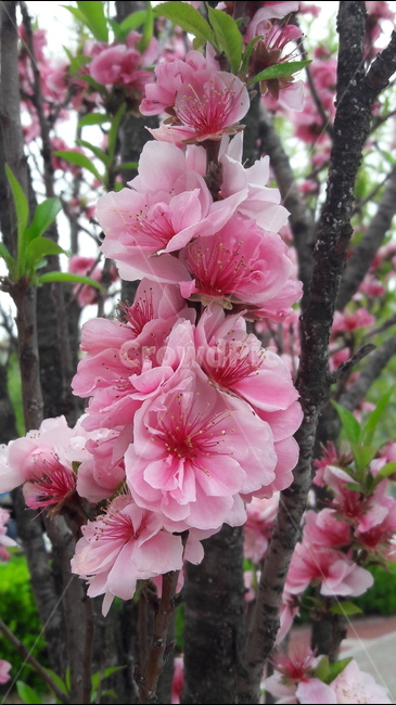 복숭아꽃,꽃,분홍색,초록색,희망,식물,자연,plants,nature,꽃,flower