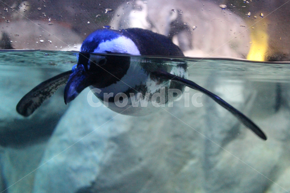 펭귄,아쿠아리움,penguin,동물,바다동물,수영하는펭귄,동물,animal,포유류,mammal