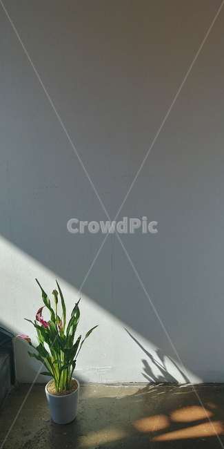 plant,식물,ikebana,이케바나,vase,병장식,ornament,장식,blossom,art,미술,jar,항아리,flowerarrangement,꽃꽂이,pottery,도기류,flower,꽃,햇빛,빛,light,벽,흰색