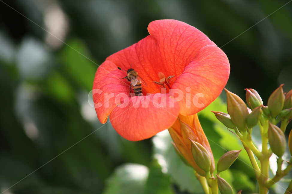 능소화,금등화,꽃,chinesetrumpetcreeper,flower