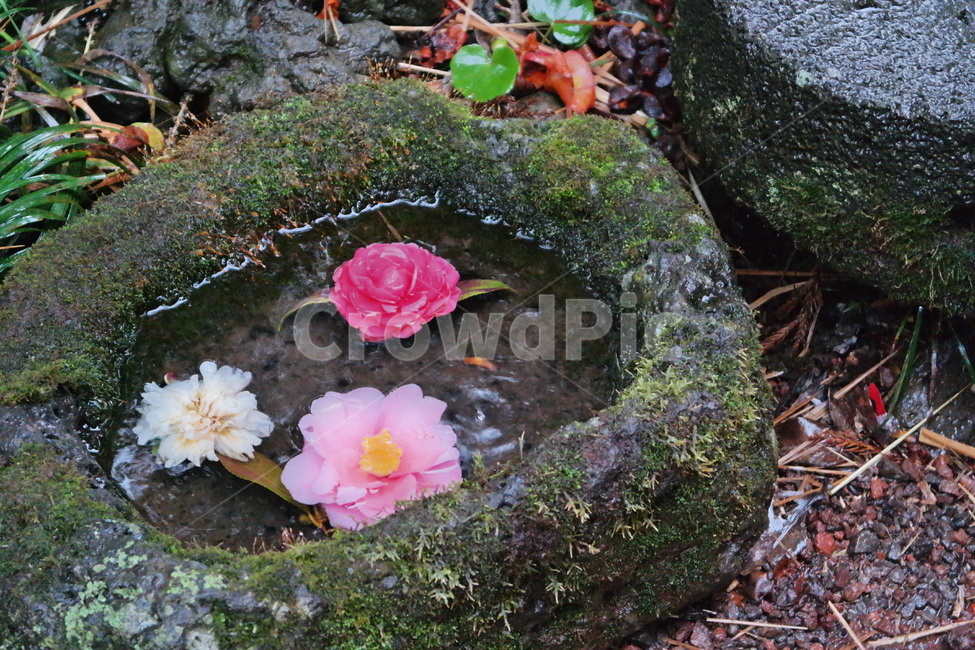 pink,winter,red,head,rock,rainy,basalt,floating on water,falling flower,wet in the rain,Emotion,camellia,rain,winter flowers,blossom,pink flower,raindrop,flower,red flower,Red,camellia flower,plant,Rainy Day,winter rain