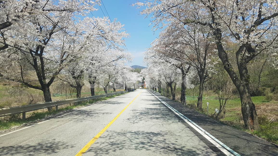 벚꽃,벚꽃길,하늘,봄,찾길