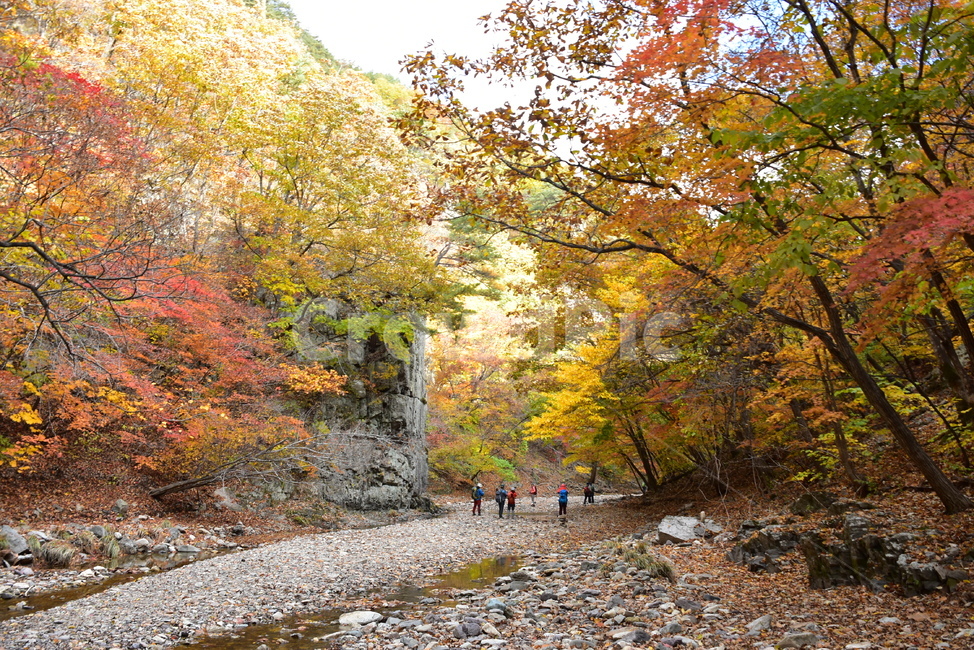 가을,단풍,울긋불긋,알록달록,형형색색,풍경,계절,시즌,아름다운,오색,주왕산,절골,계곡,비경,감성,힐링,가을,계절,fall,autumn,season,사람들,대중,군중,other people,crowd,dirt road,흙길,gravel,자갈,road,도로,plant,식물,tree,나무,maple
