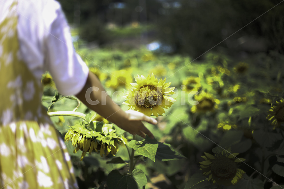 해바라기,노랑,여름,풋풋함,썬플라워,꽃,야생화,식물,자연,plants,nature,꽃,flower,사람,인물,인간,human,person,여성,여자,woman,female,lady,감성,sensible,feeling