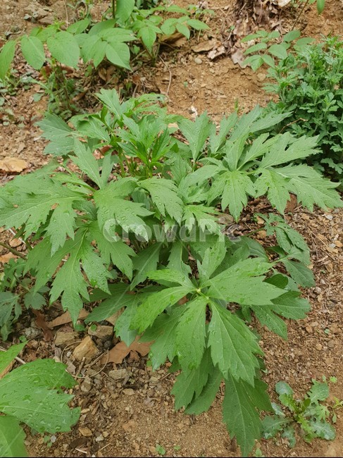 잡초,식물,야생초,녹색식물,산,산야초,녹색,푸르름,아름다움,단아함,생명력