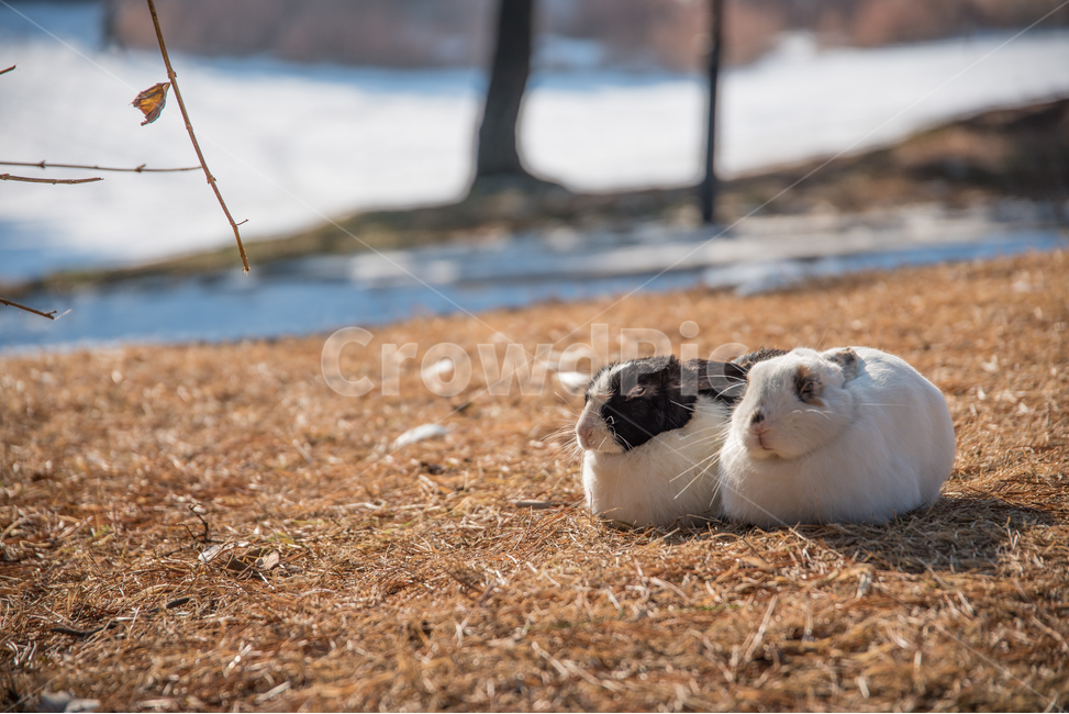 동물,올림픽공원,눈,잔디,토끼,겨울,계절,winter,season,동물,animal,포유류,mammal