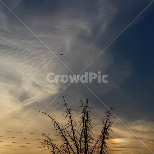 노을,해질녘,노을풍경,sunsetview,tree,자연,풍경,nature,landscape,식물,plants,나무,trees,wood,outdoors,옥외