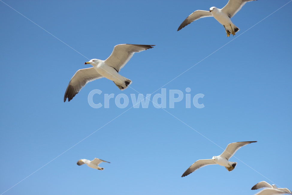 갈매기,비행,seagull,하늘,갈매기때,sky,푸른,맑은