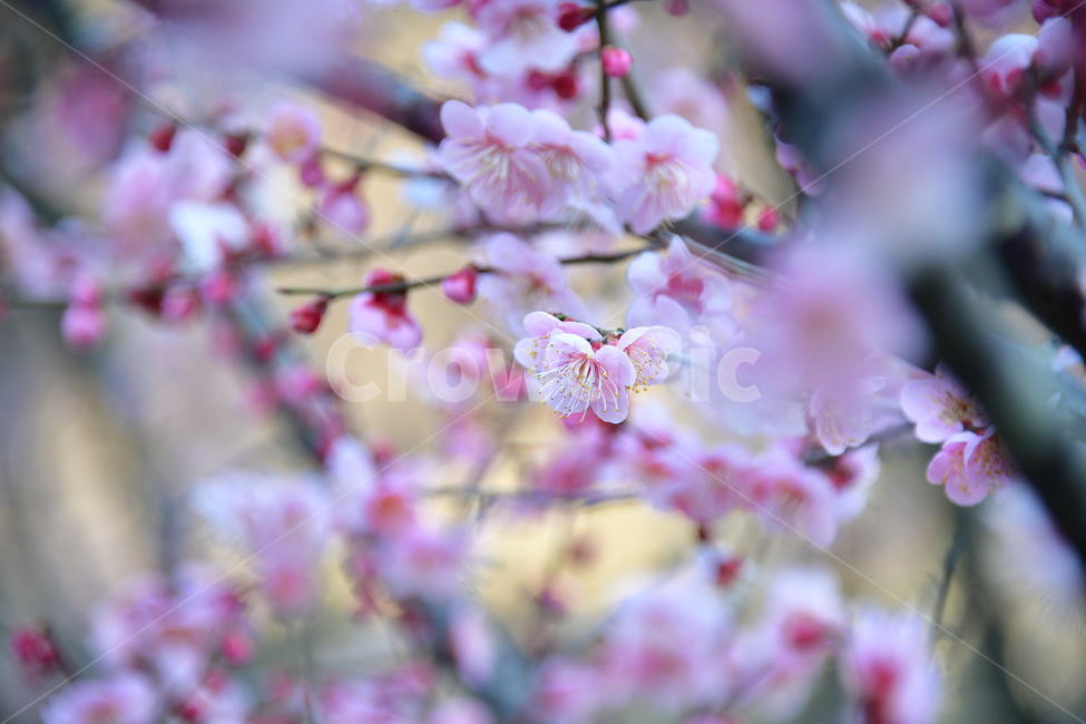 식물,plant,꽃,flower,봄