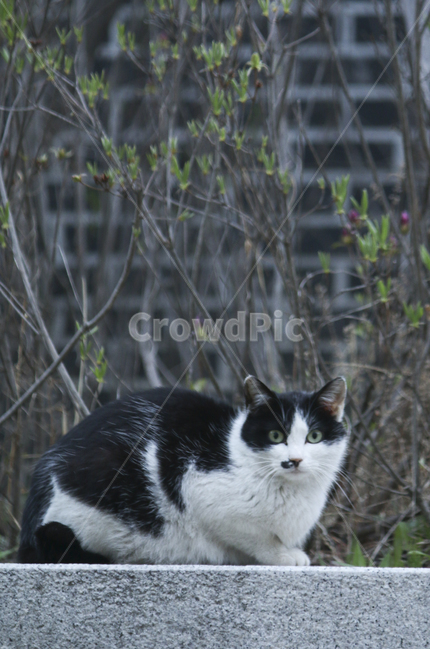 animal,동물,pet,애완동물,mammal,포유류,cat,고양이,얼룩고양이,동물,animal,포유류,mammal,고양이,cat,kitten,kitty