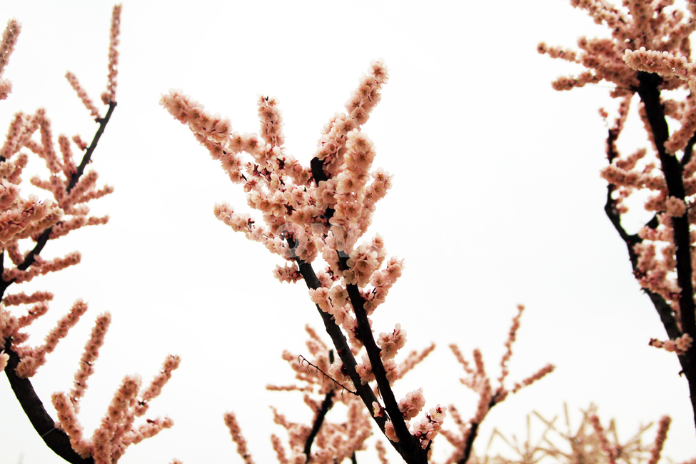 Cherry Blossom,blossom,nature,tree,flowering,leaf,branches,branch,flower,spring,blooming,petal,leaves,plant,plum blossom