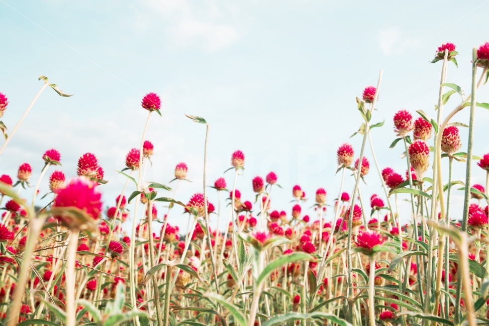 천일홍,아름다운,가을,이쁜,감성,식물,자연,plants,nature,꽃,flower
