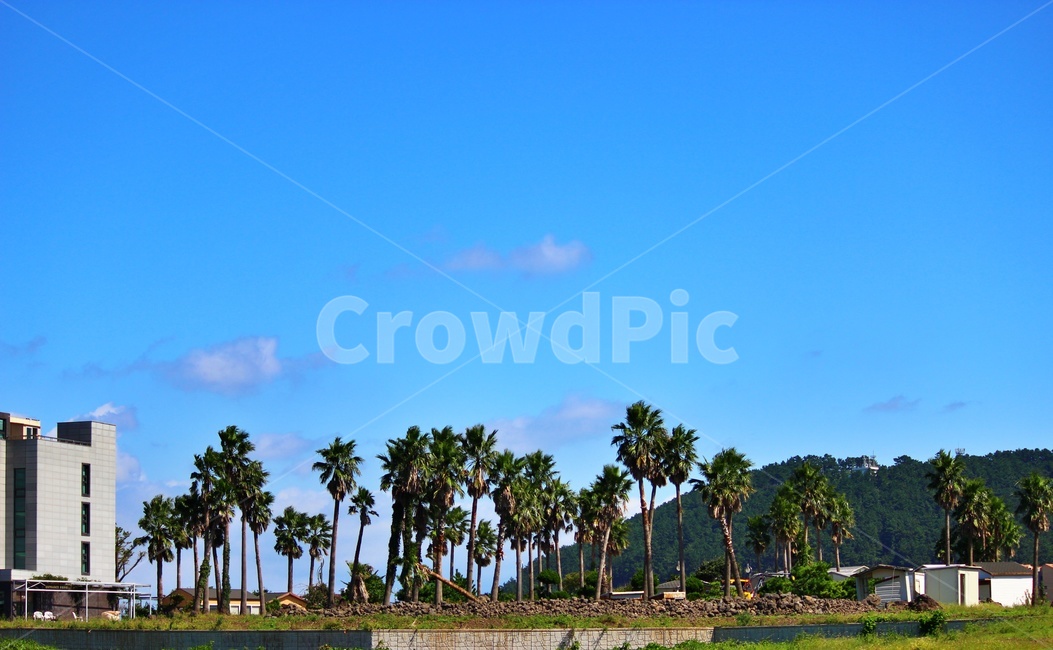 tree,나무,arecaceae,palmtree,야자수,제주도,자연,풍경,nature,landscape,summer,여름,grass,잔디,plant,식물,palm tree