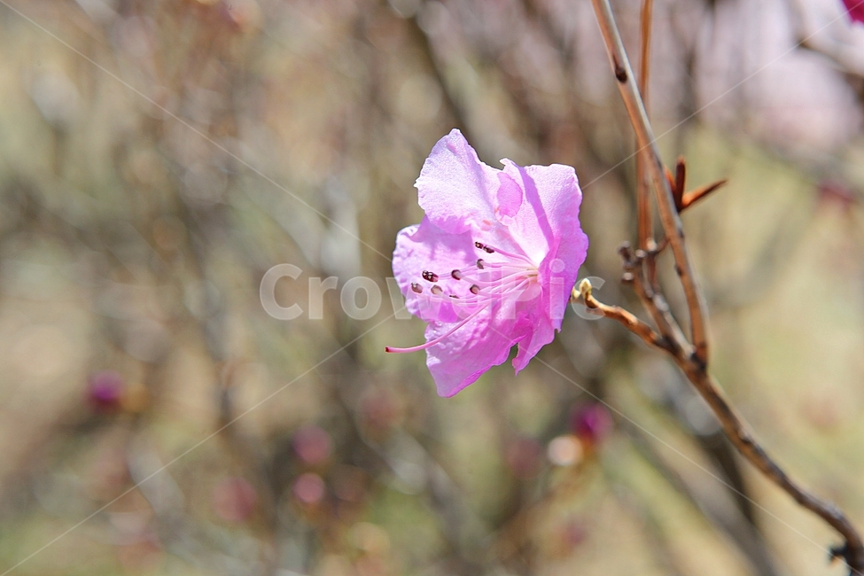 진달래,꽃,꽃잎,봄꽃,봄,식물,자연,식물,자연,plants,nature,꽃,flower