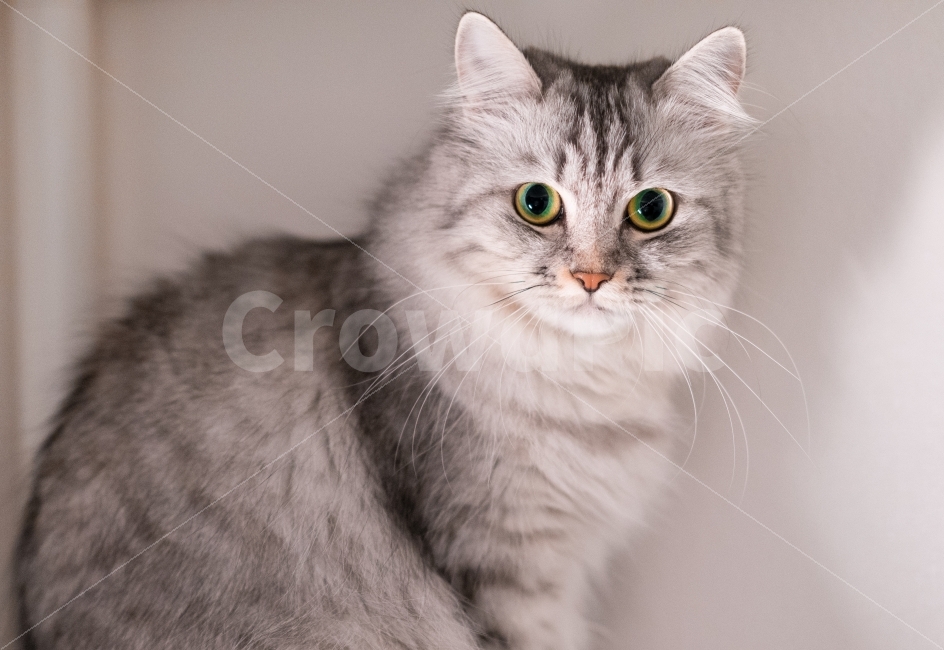 냐옹이,고양이,반려,야옹,동물,동물,animal,포유류,mammal,고양이,cat,kitten,kitty
