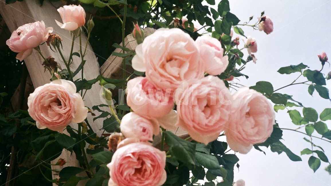 rose,장미,flower,꽃,blossom,식물,plant,pink