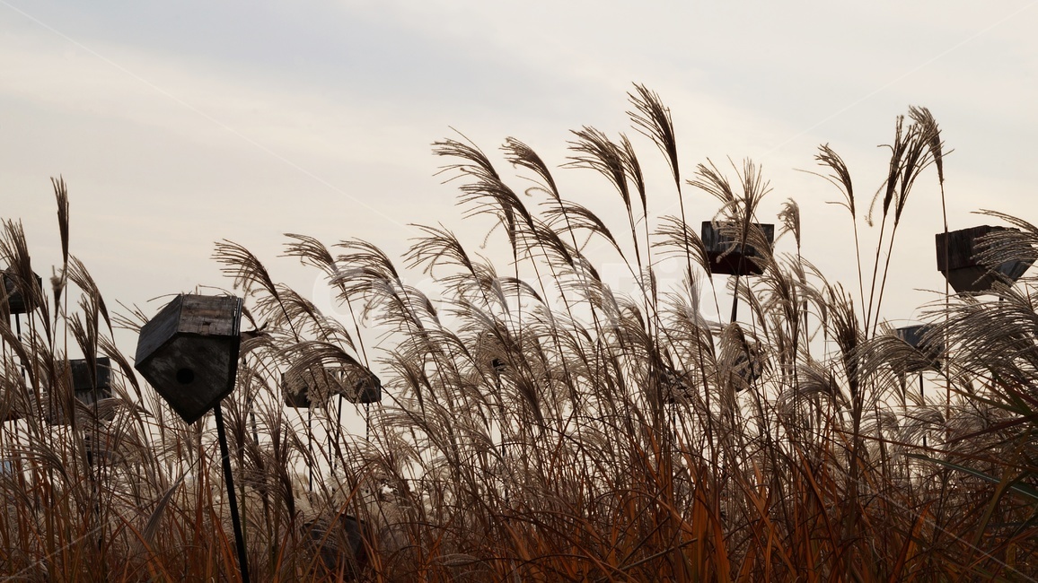가을,가을풍경,하늘공원,갈대,억세풀,가을,계절,fall,autumn,season,자연,풍경,nature,landscape,grass,잔디,plant,식물,lawn,reed