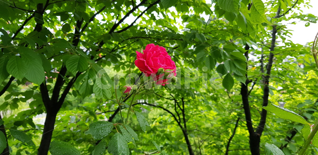 청량한,느낌,자줏빛,빗방울,잎사귀,이파리,빨강,빨간,나무,풀숲,풀,관목,풍경,배경,자연,싱그러운,시원한,비온뒤,꽃향기,좋은냄새,비온뒤향기,잔디향,꽃,이슬,아름다운,촉촉한,아침이슬,장미꽃,장미,꽃잎,촉촉,아침,붉은,보라,보라색,보라빛,자주색,레드