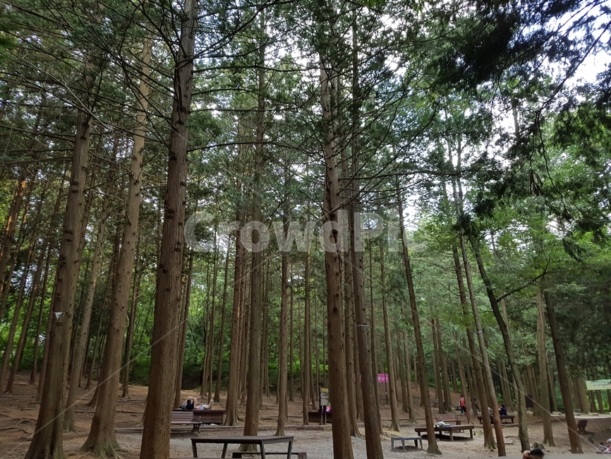 hinokicypress,cypress tree,Phytoncide,forest of trees,Cypress forest