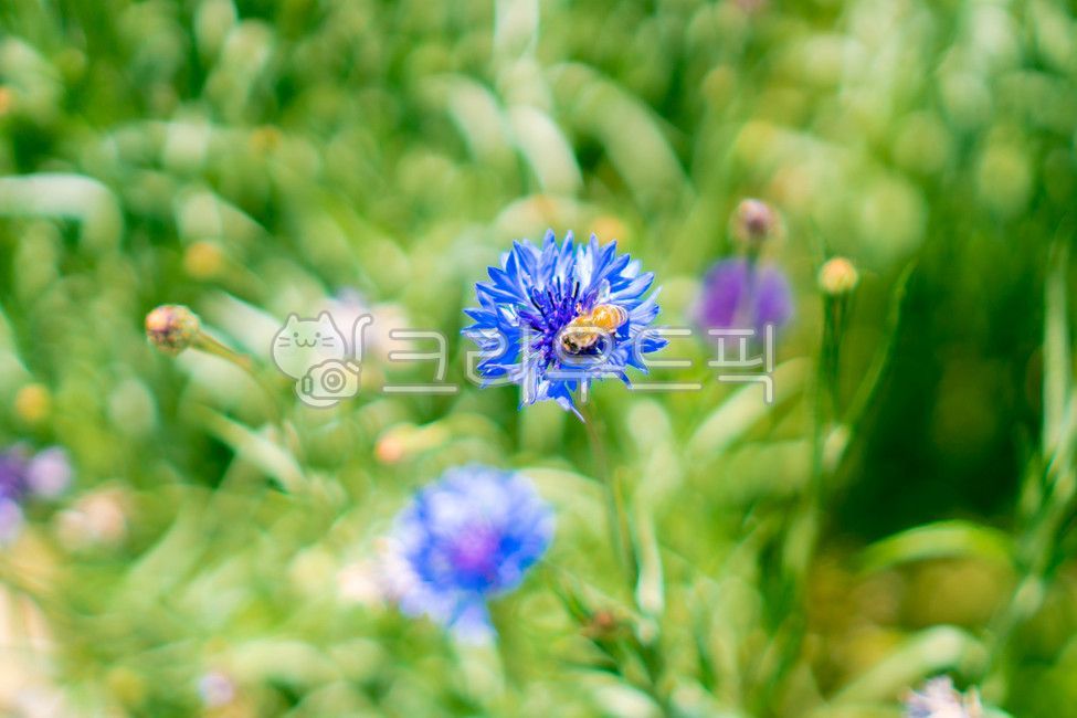 공원,양봉장,곤충,꽃잎,야생,양봉가,꿀벌,정원,아름다움,초록,여름,자연,봄,꽃