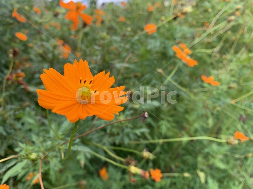 꽃,가을,flower,코스모스,황화코스모스,식물,plant,식물,자연,plants,nature,꽃,flower