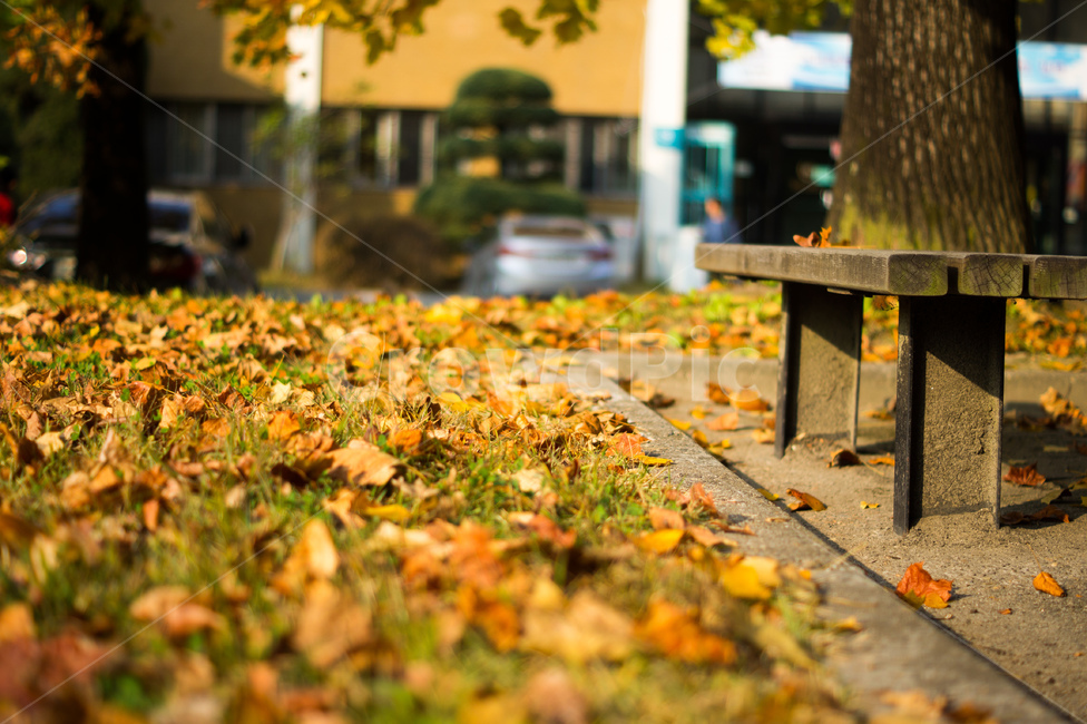 단풍,나무,식물,풍경,가을,계절,노랑,tree,plant,landscape,fall,leaf,season,autumn,공원,낙엽,벤치,의자,가을,계절,fall,autumn,season,furniture,가구,잎