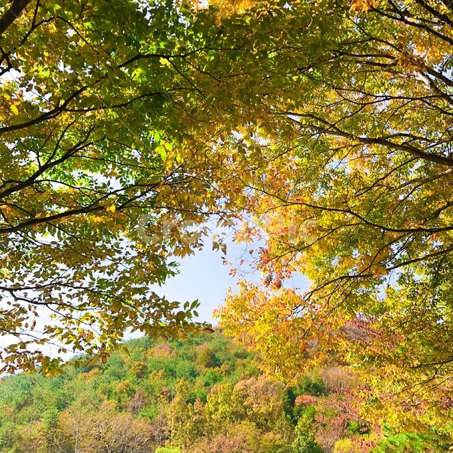 나무,자연,나무줄기,풍경,하늘