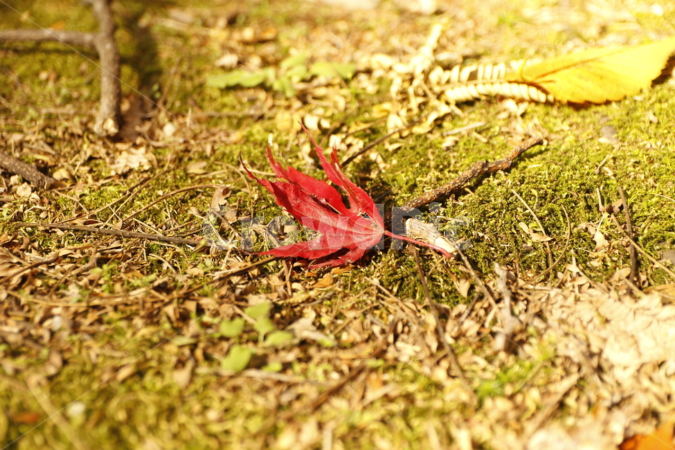 단풍,나뭇잎,가을,흙,이끼,자연,가을,계절,fall,autumn,season,leaf,잎,plant,식물,ground,바닥,insect,곤충,invertebrate,무척추 동물,animal,동물
