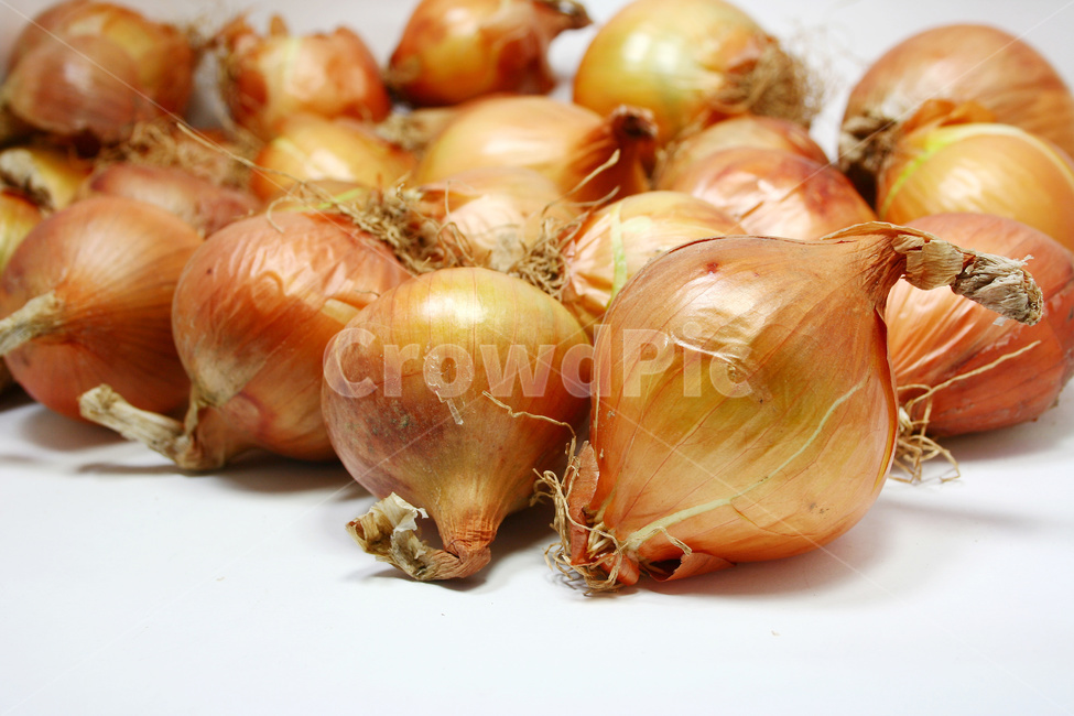 양파,채소,야채,양파수확,양파재배,채소,야채,vegetables