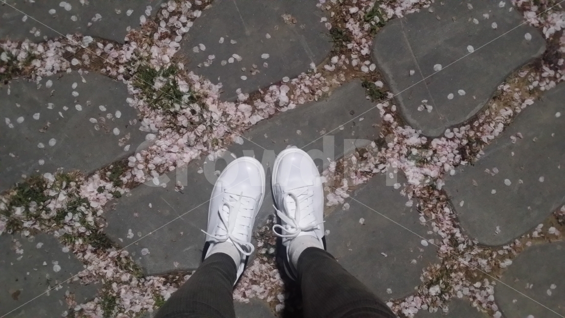 spring,Flower,Cherry Blossom,Cherryblossom,Shoes,flower road,Spring,shoes,flower