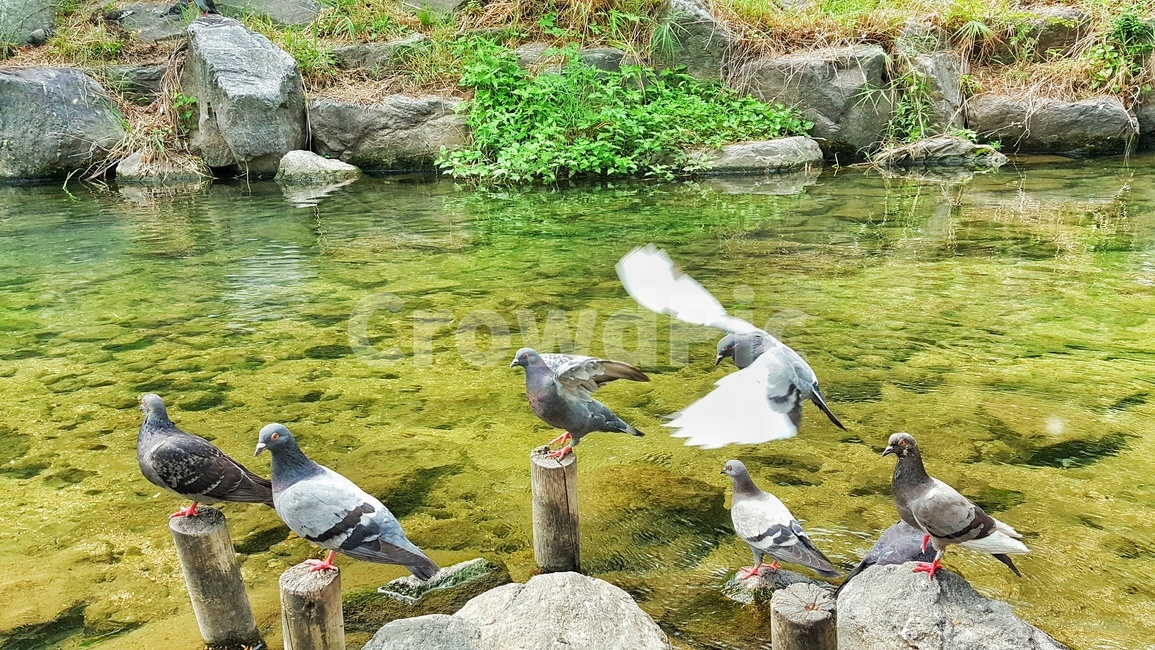 비들기,물,바위,돌,초록,식물,시냇물,새,조류,하천,강,자연,생태,bird,river,nature,water,birds,dove,pigeon