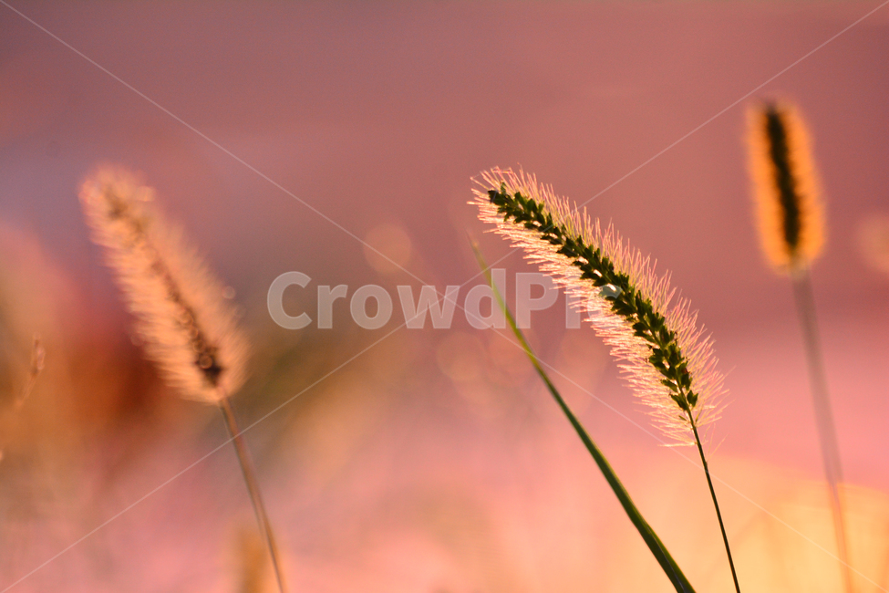 가을,강아지풀,감성,가을이미지,들꽃,노을,가을분위기,가을감성,들풀,야생화,석양,해질무렵,sunset,wildflowers,emotion,sensible,feeling,분위기,느낌,배경,바탕,백그라운드,9월,10월,몽환적,아련한,부드러운,노랑,갈색,역광,빛,햇빛,시즌,계절,fall,autumn,season,식물,자연,plants,nature