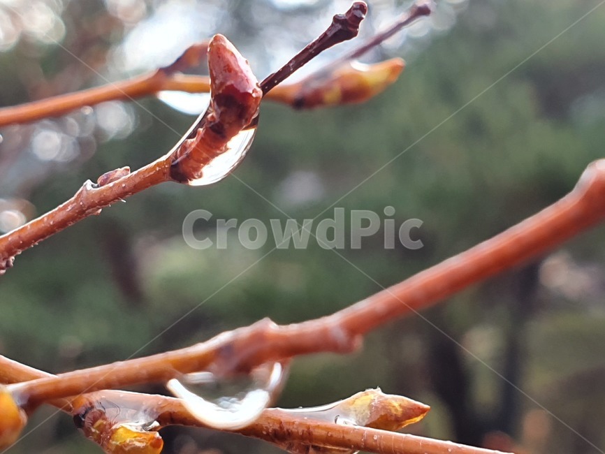 dew,dewdrop,이슬,나무,나뭇가지,tree,scenery,풍경,아침이슬,예쁜풍경,아침풍경,plant,식물