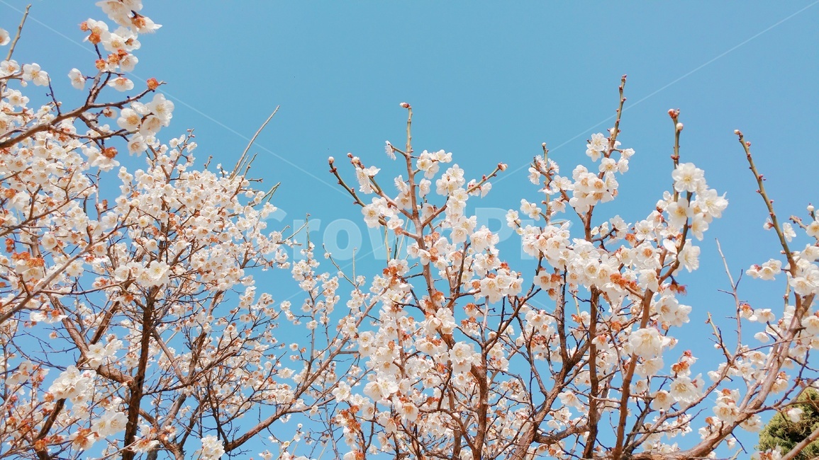 매화,매화꽃,봄꽃,봄,꽃,하늘,flower,plum,spring,sky,벚꽃,매화나무,식물,자연,nature