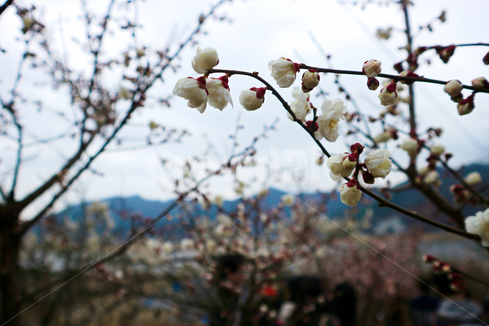 봄,꽃,매화,순매화,꽃봉오리,원동,꽃놀이,하늘,나무,꽃나무,봄,계절,spring,season,식물,자연,plants,nature,꽃,flower,plant