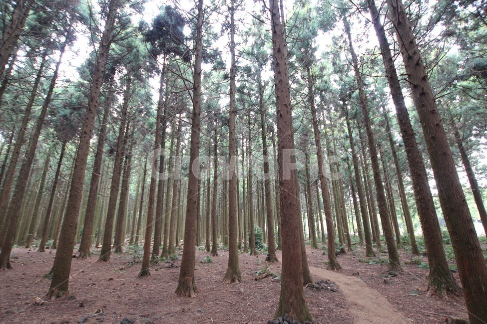 제주,제주도,샤려니숲길,샤려니숲,긴나무,나무,식물,tree,샤려니
