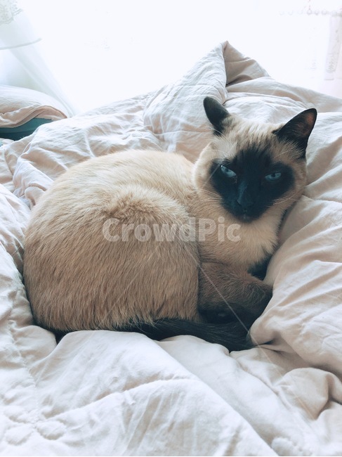 고양이,샴고양이,cat,도도함,블루아이,동물,animal,포유류,mammal,고양이,cat,kitten,kitty