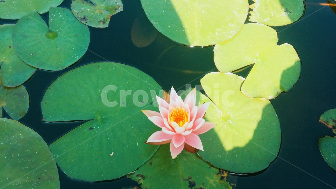 연꽃,자연,풍경,꽃,한국,초록,연분홍,연잎,lotus,lotuses,nelumbo,nature,spontaneous,flower,식물,자연,plants,nature,꽃,flower