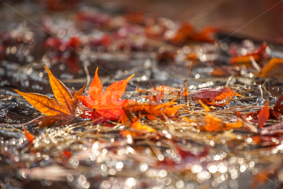 낙엽,단풍,눈,겨울,흰눈,잎,잎새,감성,계절,자연,가을,계절,fall,autumn,season,leaf,plant,식물,tree,나무